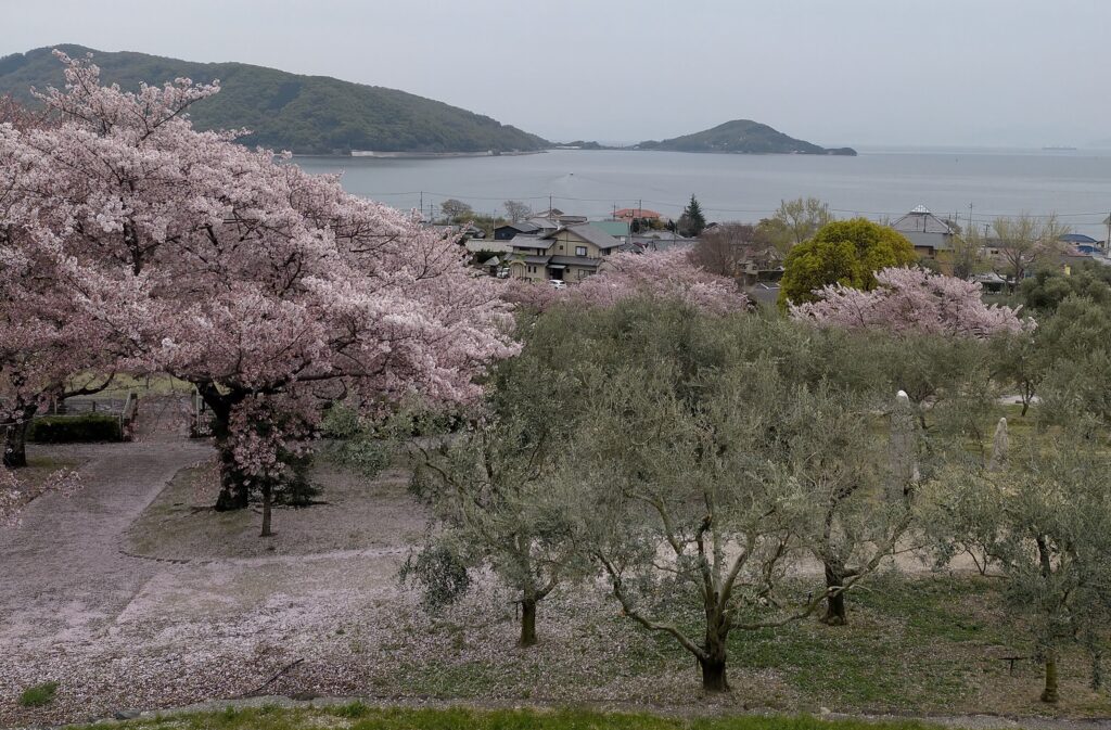 オリーブと桜