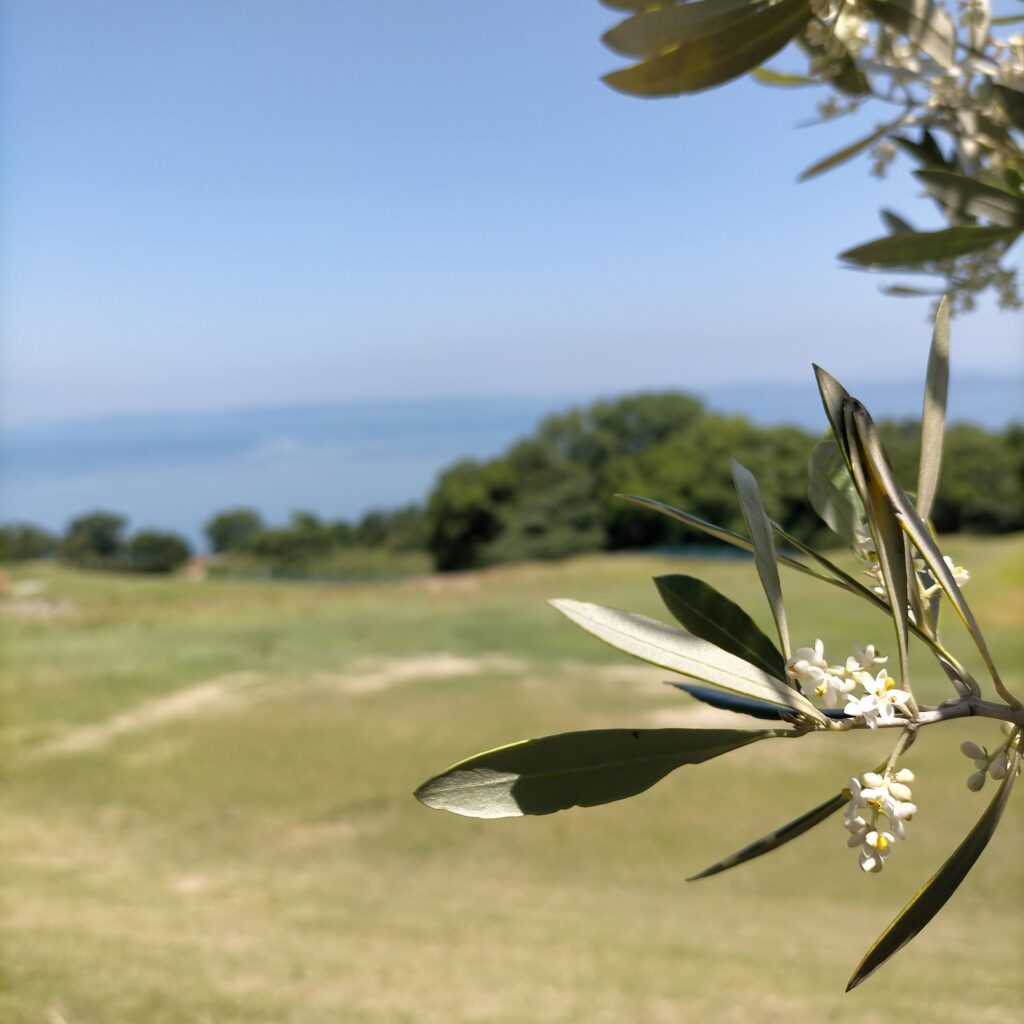 オリーブの花