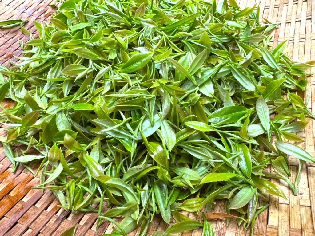 茶の木の葉