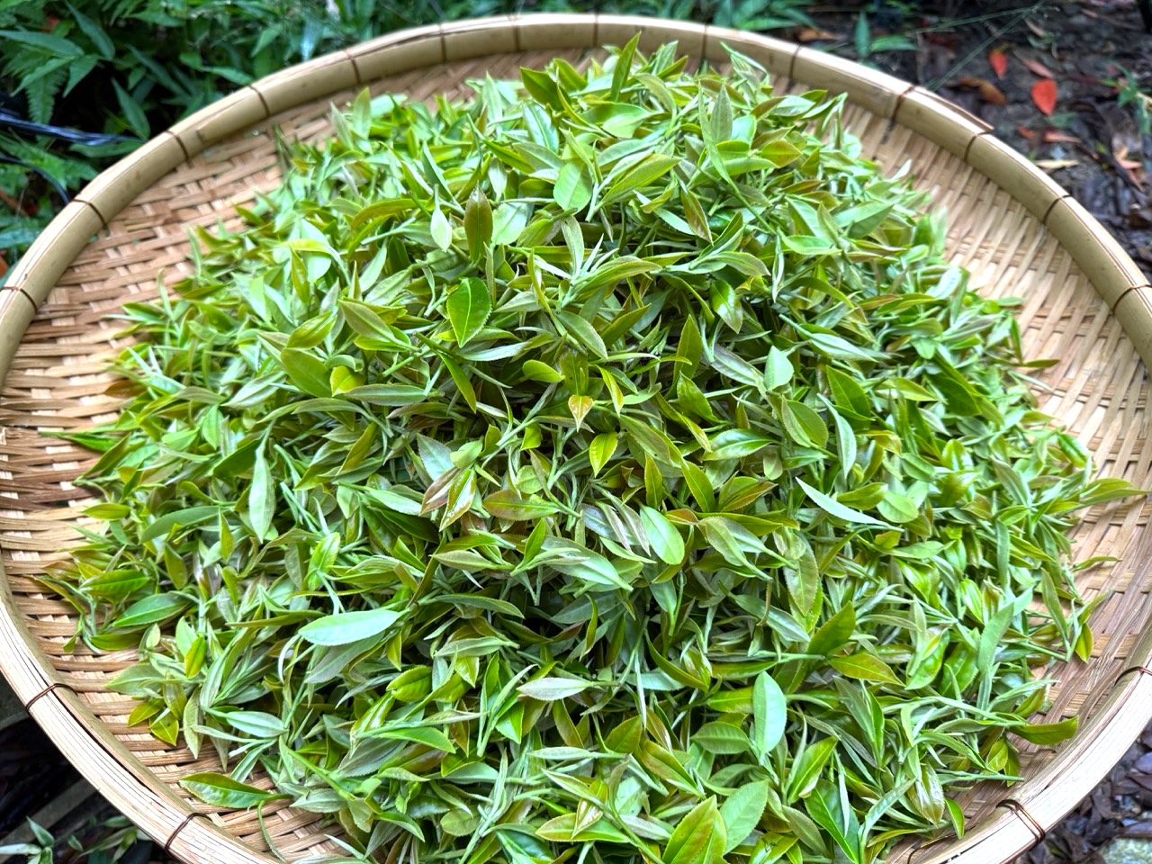 収穫後の茶葉