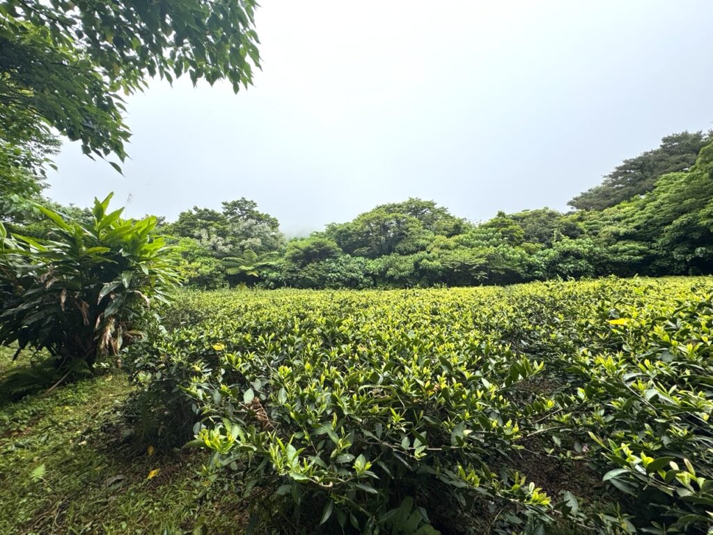 茶畑