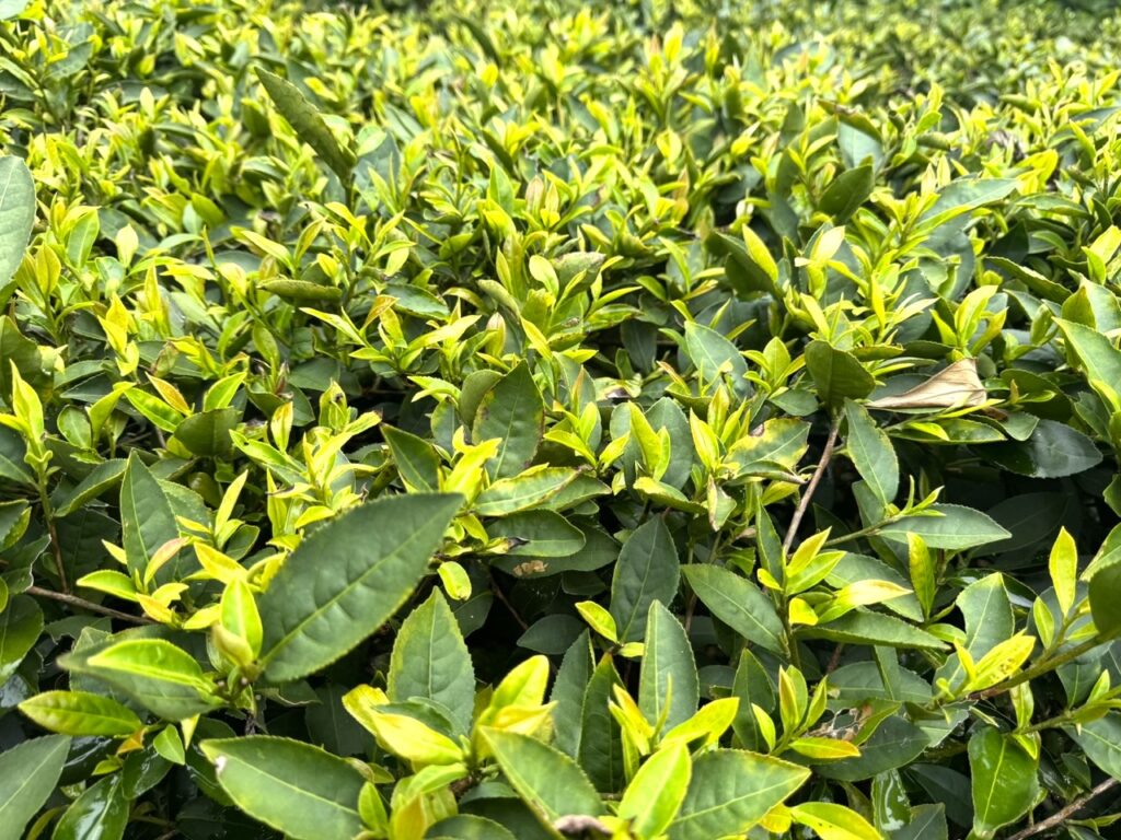 茶畑
