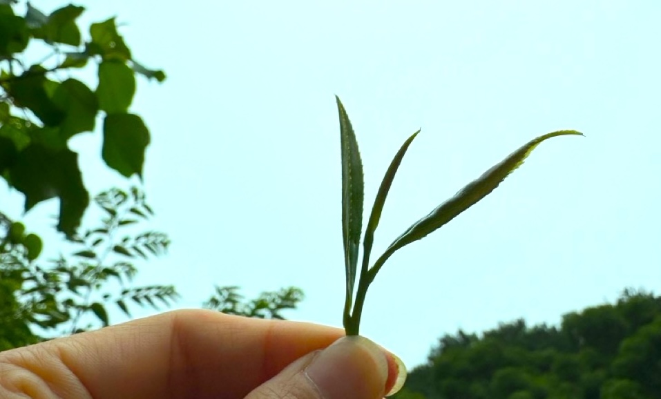 一芯二葉