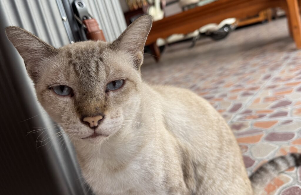 Win Tour の猫ちゃん