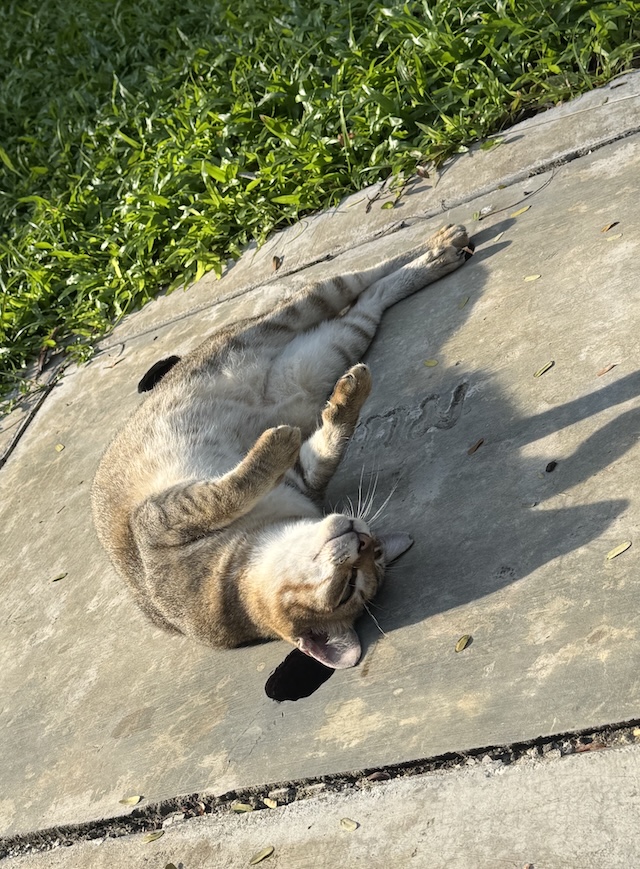 ルンピニ公園でくつろぐ猫