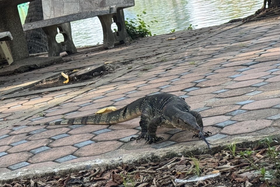 ルンピニ公園のミズオオトカゲ