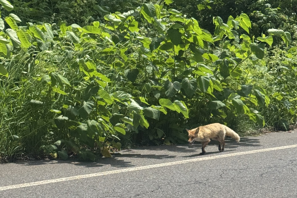 車と一緒に走るキタキツネ
